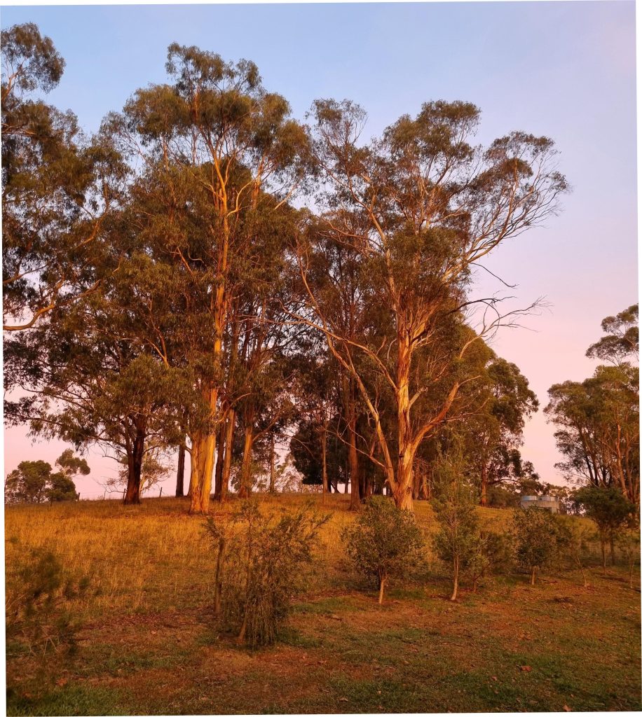 Google Business Profile Optimisation Warragul